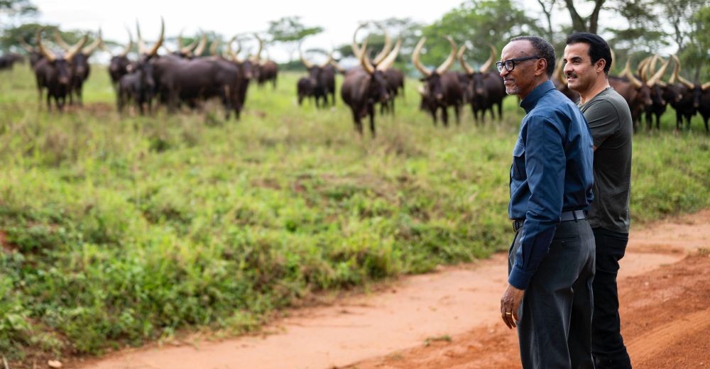 President Paul Kagame and His Highness Sheikh Tamim bin Hamad Al Thani on the President's farm. Photo by Village Urugwiro