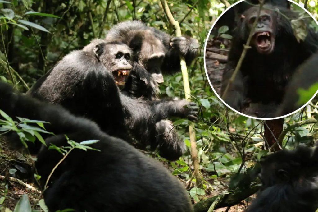 Chimpanzees in Uganda have been documented engaging in a primitive "civil war" spanning several years.