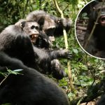 Chimpanzees in Uganda have been documented engaging in a primitive "civil war" spanning several years.