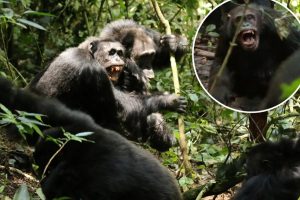 Chimpanzees in Uganda have been documented engaging in a primitive "civil war" spanning several years.