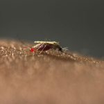 Mosquito-Borne Diseases Continue to Threaten Millions Across Africa