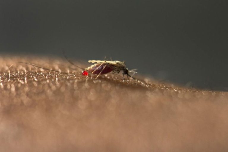 Mosquito-Borne Diseases Continue to Threaten Millions Across Africa